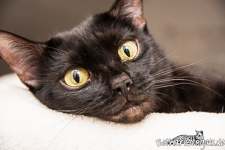 Bengal Cat melanistic